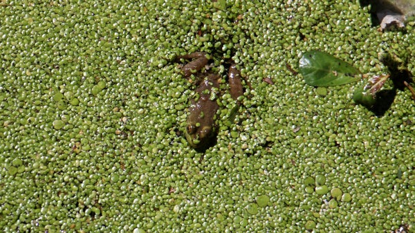 frog enlarged 600