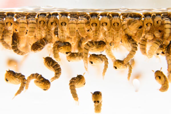Oxitec mosquito larvae ALE6759