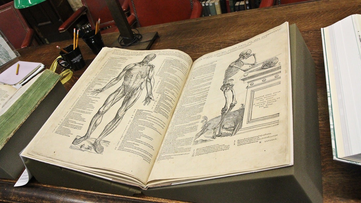 thinker vesalius  