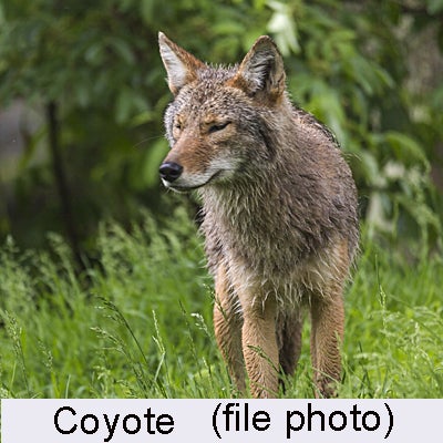 20150727 coyote 400 for web with caption