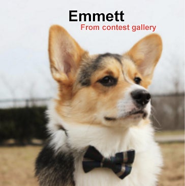 20160405 emmett photo gallery 