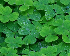 stpatsdelmuseum