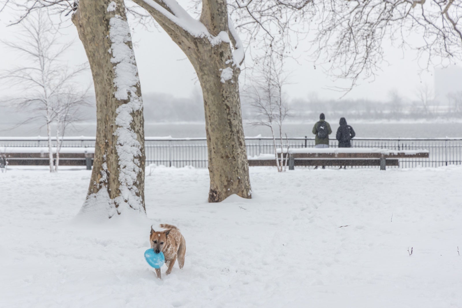 Delaware Valley snow storm: Photos Philly, New Jersey - WHYY