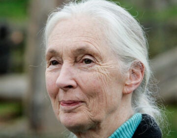 A close up portrait of Jane Goodall