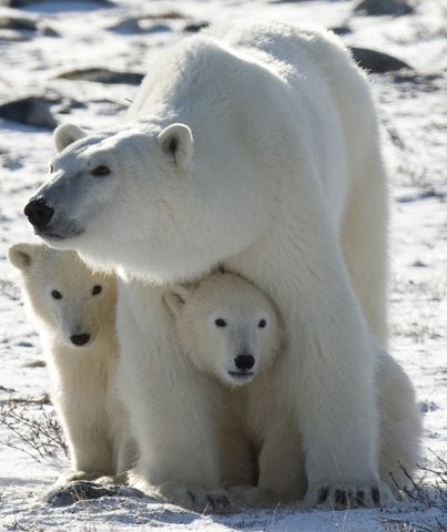 AP Polar Bears Concern