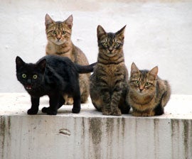 kittens_group_270x224