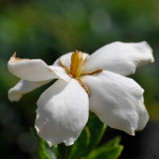 Hardy Gardenia