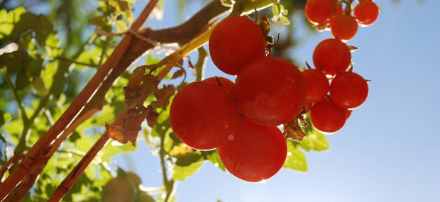 Tomato growing tips