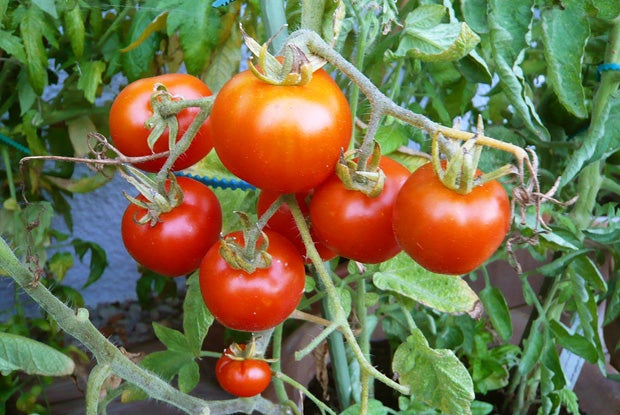 Stupice tomatoes