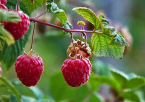 Growing raspberries
