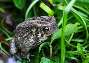 Garden Toad