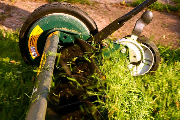 Grass clippings do not belong in compost