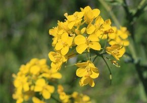 Growing and making homemade mustard