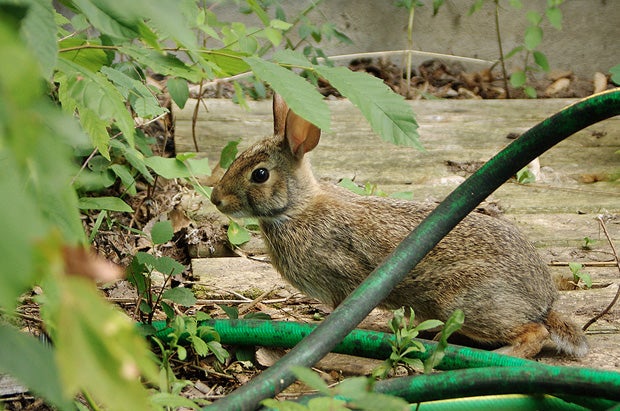 Keeping rabbits out of the garden