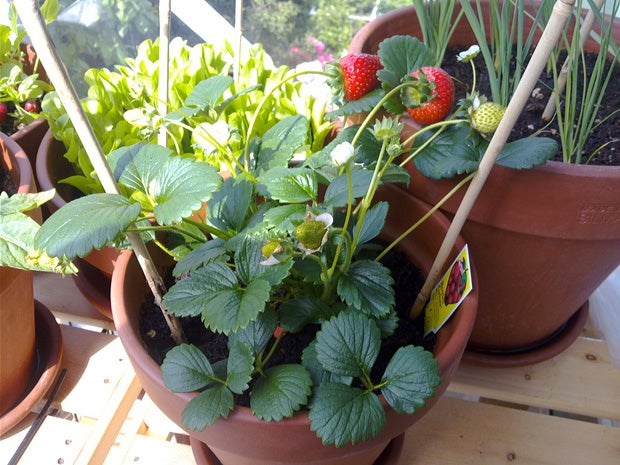 Growing strawberries in a pot