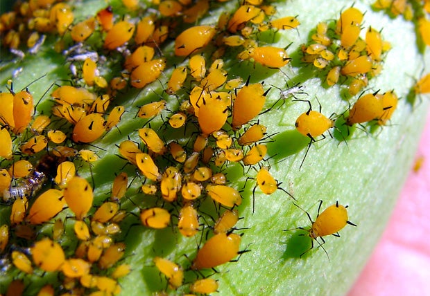 Getting rid of aphids without chemicals