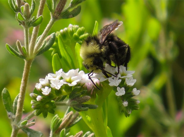 Mass killing of bumblebees in Oregon