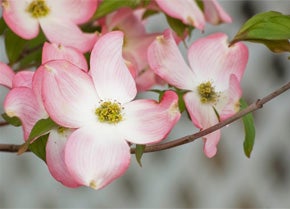 Where and how to plant dogwood trees