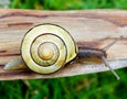 Garden Snail