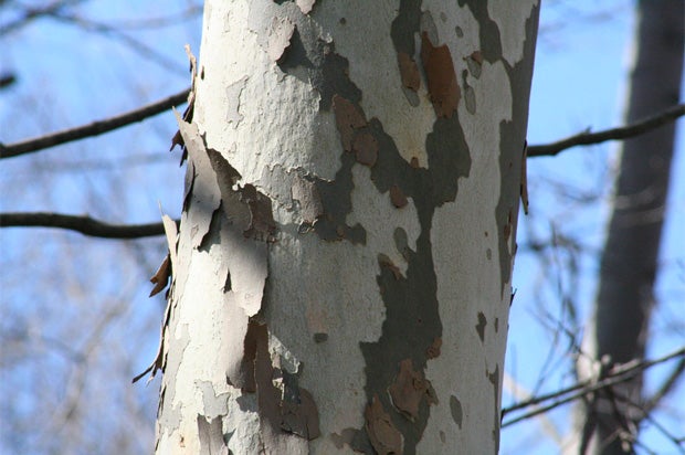 Sycamore bark peeling