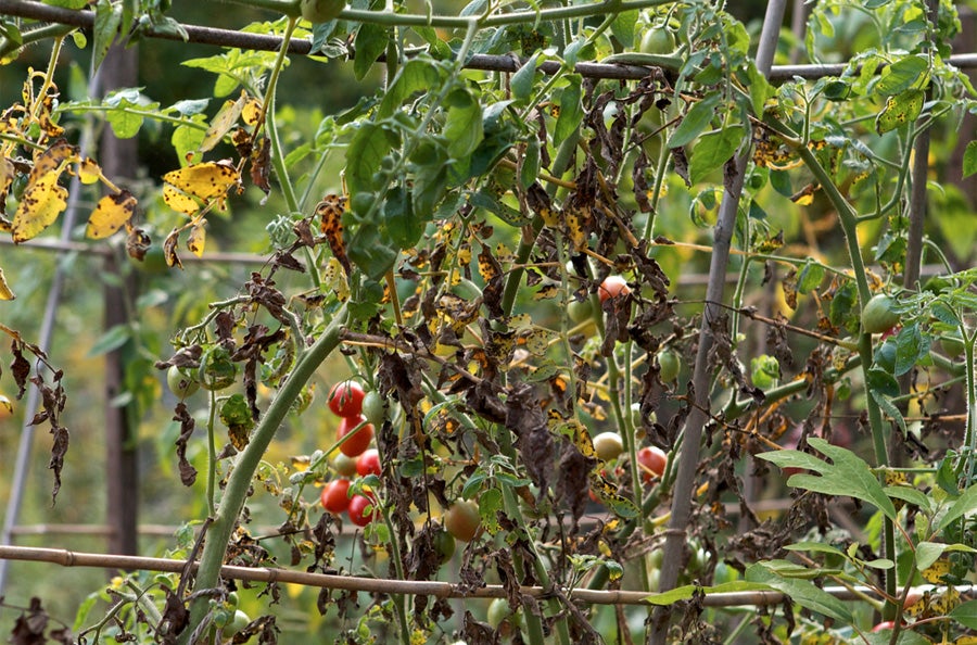 End of season cherry tomatoes