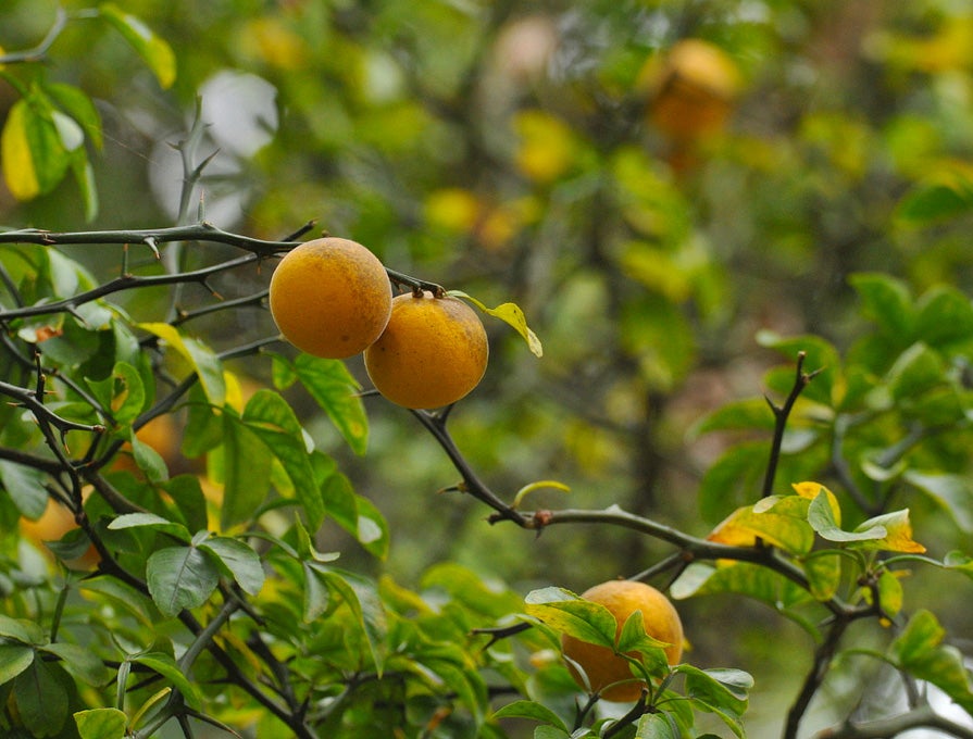 Hardy orange tree