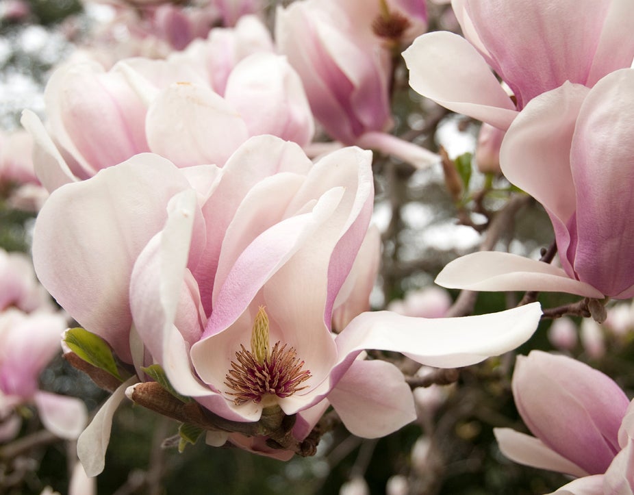 Caring for magnolia