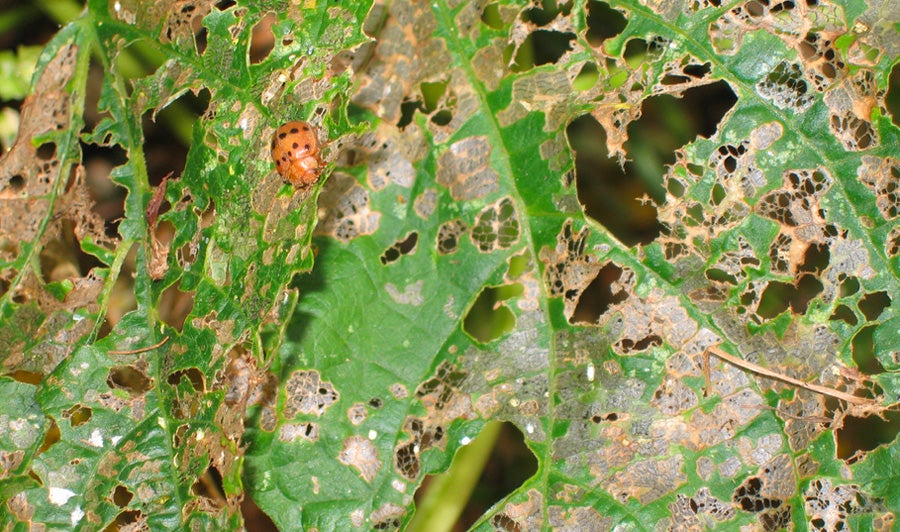 Lady bugs and Mexican bean beetles