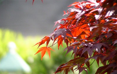 Japanese Maple in Pot