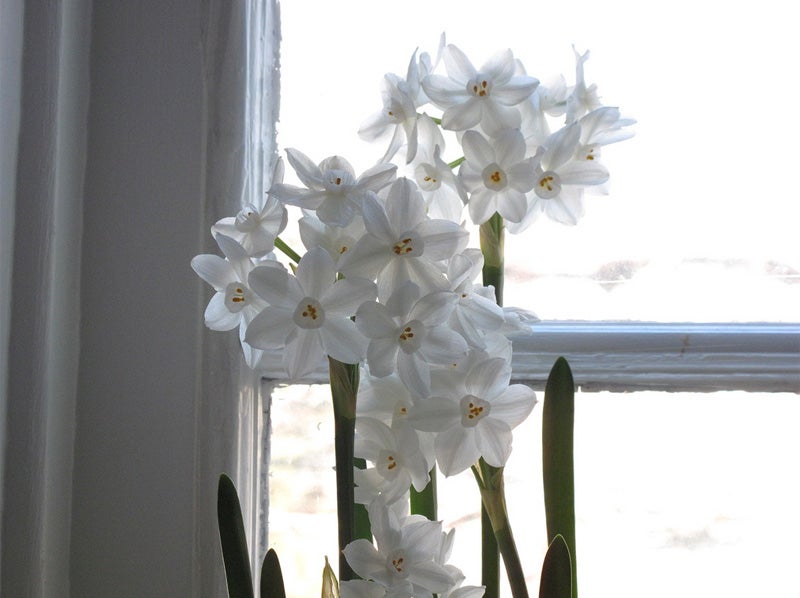 Caring for paperwhites, holiday flowers