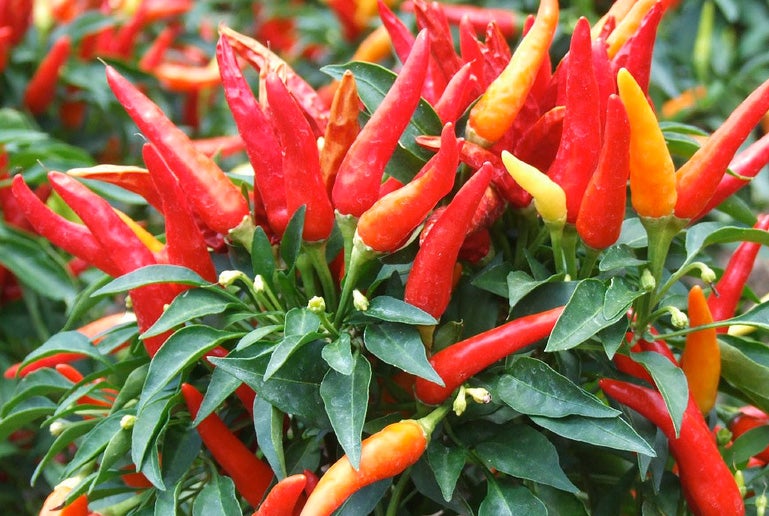Ornamental peppers ARE edible