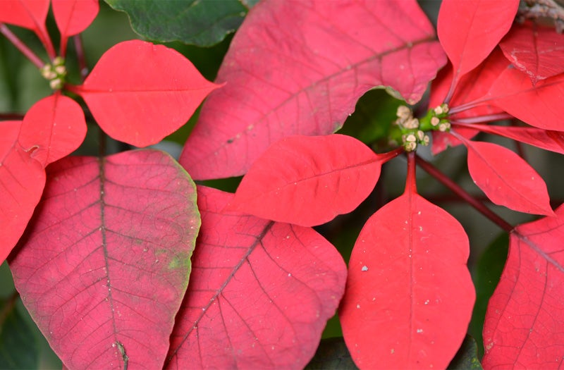 Caring for poinsettias during and after the holidays