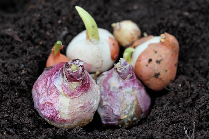 Planting spring bulbs in December