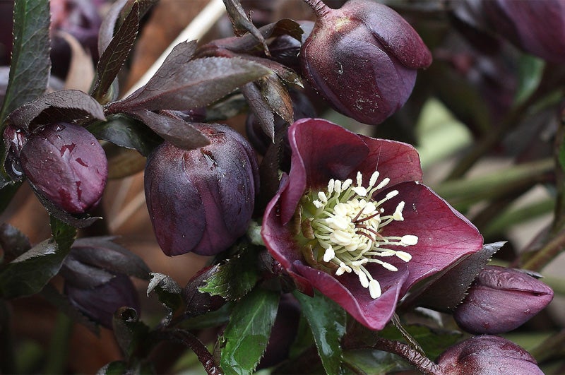 How to care for Christmas rose