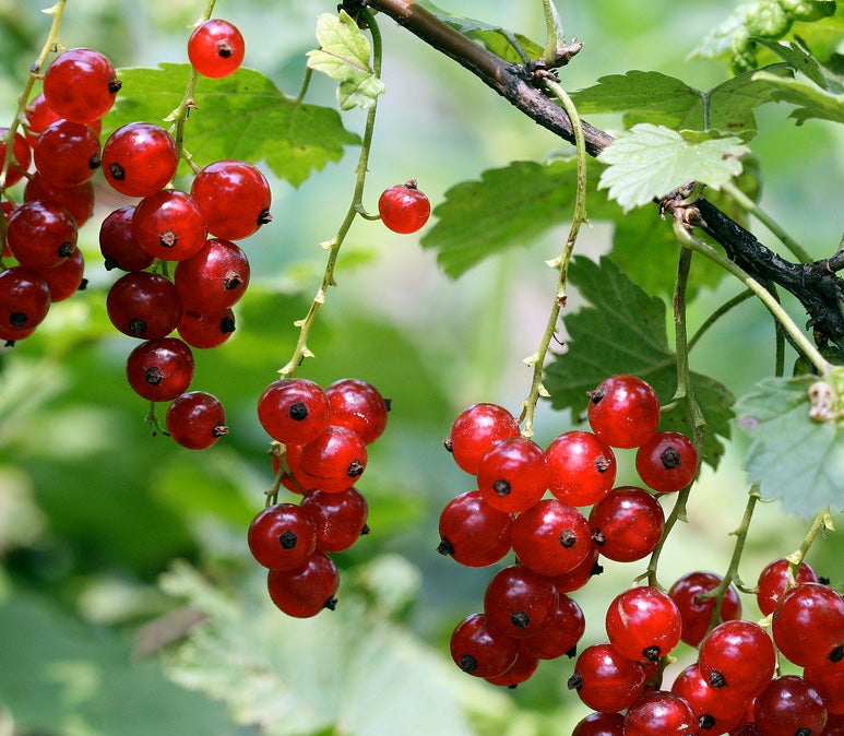 Growing currants