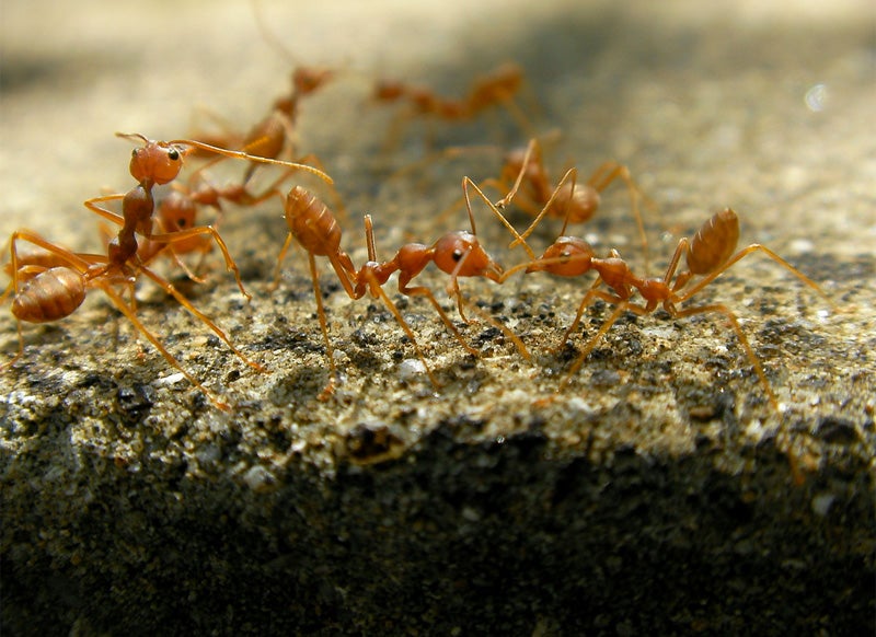 fireants