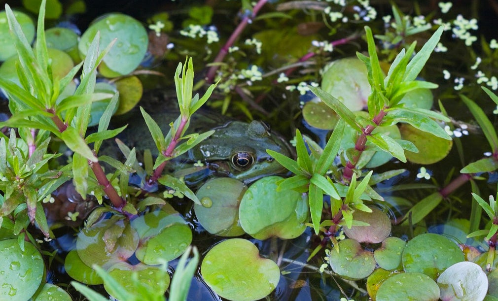 What plants to use in a backyard pond