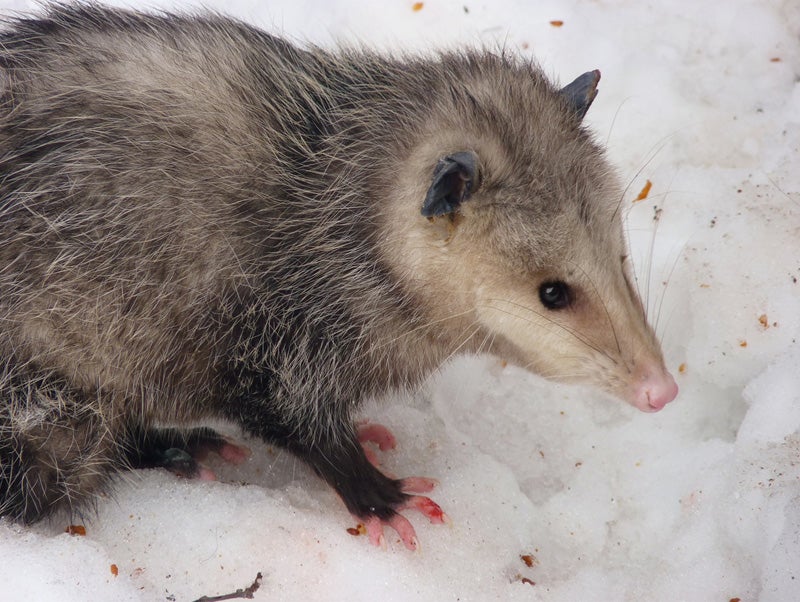 How to get rid of opossums