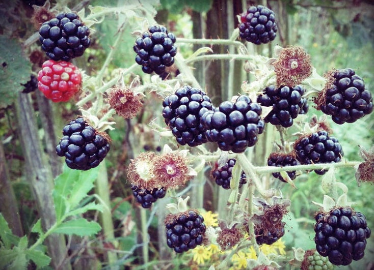 Growing blackberries