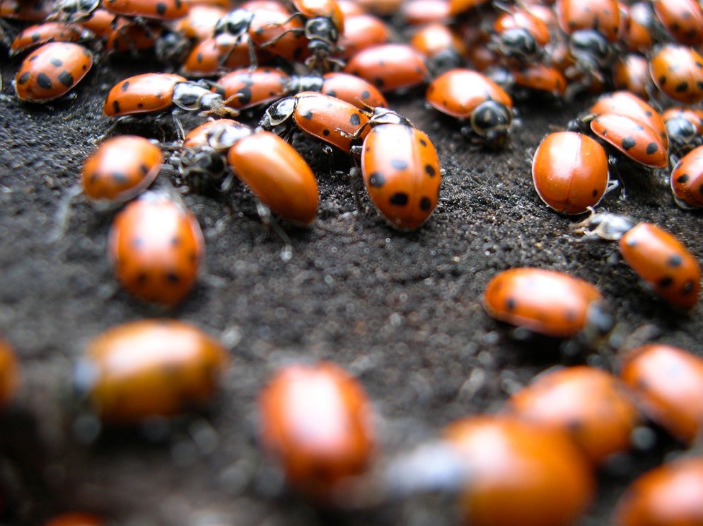 Ladybugs