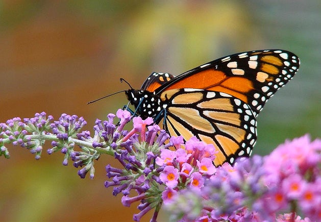 Monarch butterfly counts decrease in Cape May - WHYY