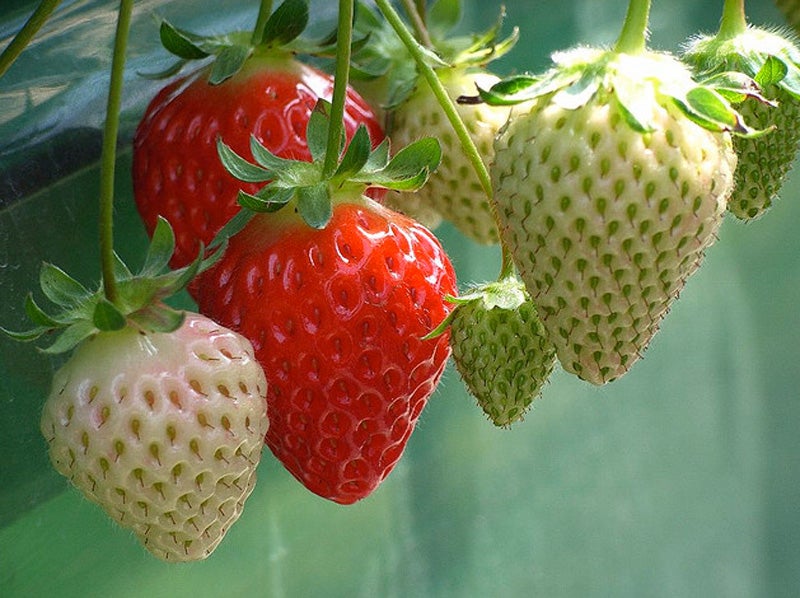 How to grow strawberries