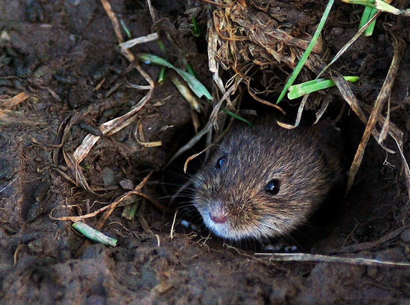 How to get rid of voles