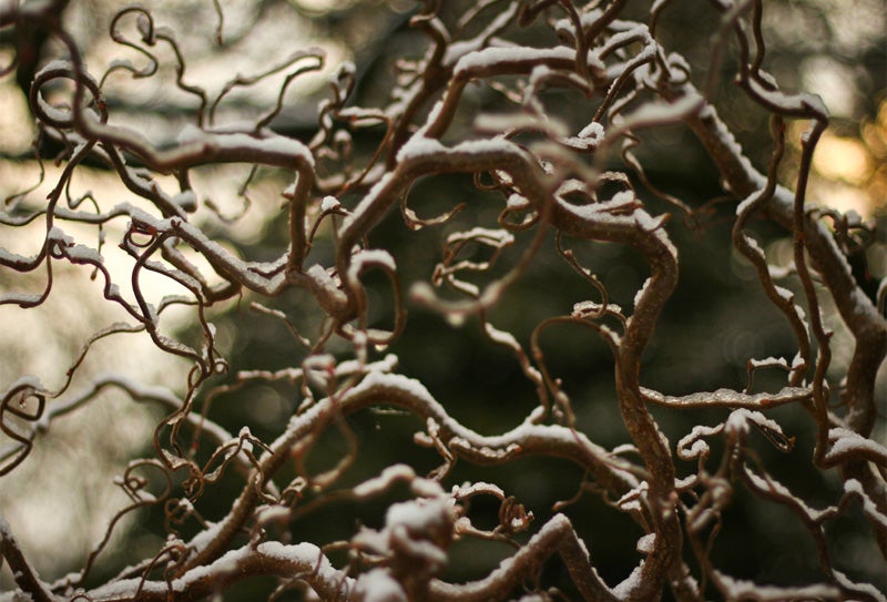 Walking stick bush