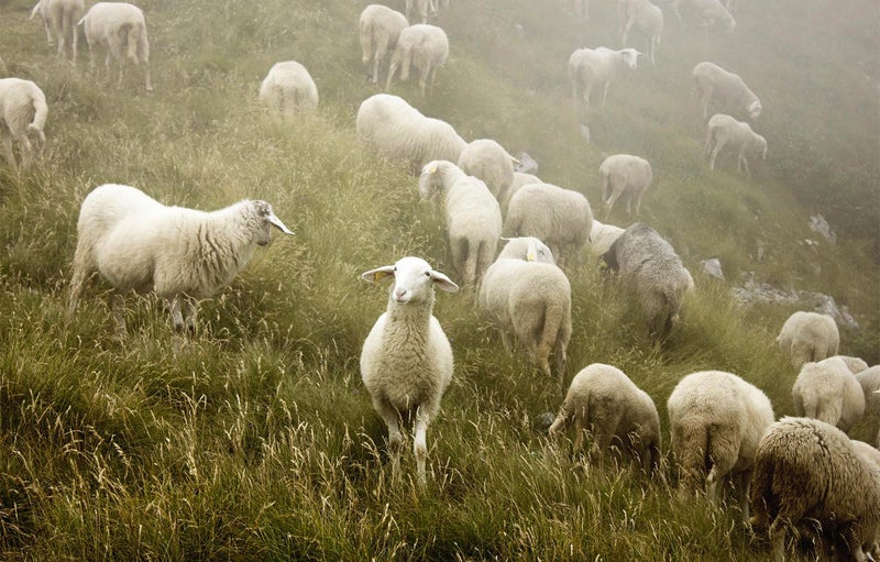 sheep for weed control