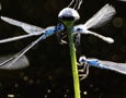 Dragonflies