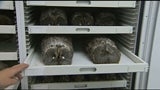 museum attic, owls in drawer