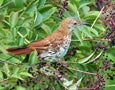 Bird on a Bush