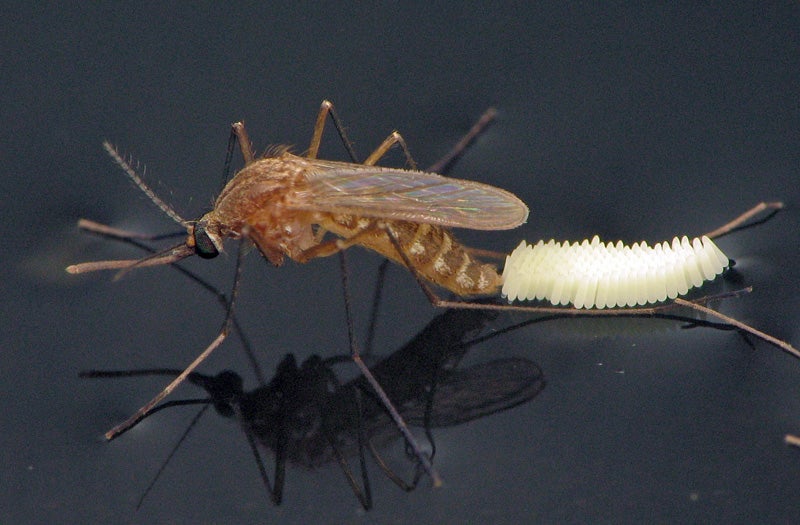 mosquito laying eggs