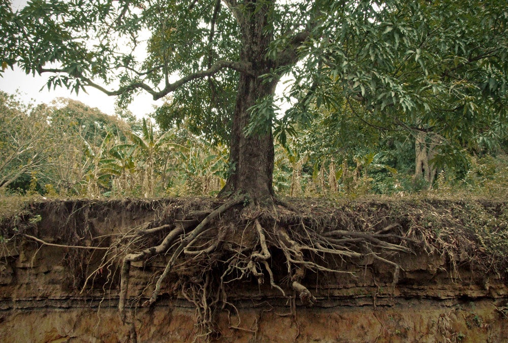 Big Fruit Trees - The World´s Tree Species: Council tree - Ficus Altissima / The big, tropical leaves lend interest to the landscape and can be grown in pots indoors.